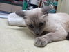 adoptable Cat in rancho cucamonga, CA named BELL12
