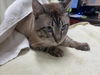 adoptable Cat in rancho cucamonga, CA named BELL14