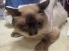 adoptable Cat in  named BELL15