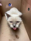 adoptable Cat in  named BELL27