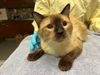 adoptable Cat in  named BELL65