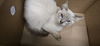 adoptable Cat in  named BELL68