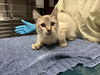 adoptable Cat in  named BELL66