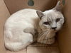 adoptable Cat in  named BELL35