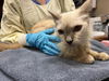 adoptable Cat in  named BELL64