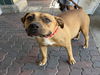 adoptable Dog in  named UNKNOWN