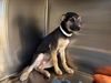 adoptable Dog in  named LUCY