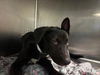 adoptable Dog in  named MYA