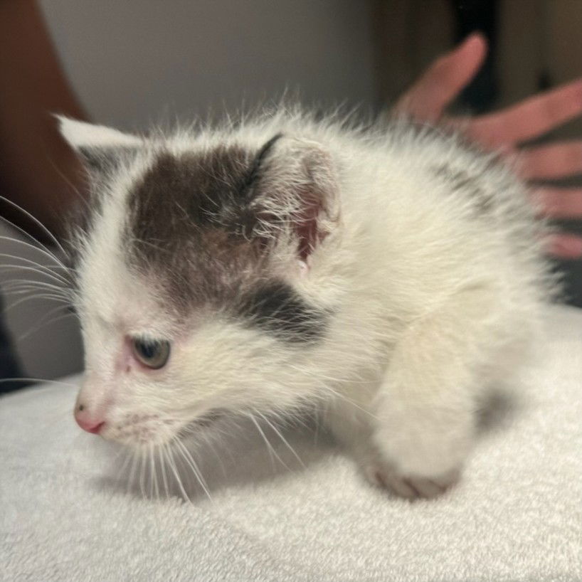 adoptable Cat in Rancho Cucamonga, CA named UNKNOWN