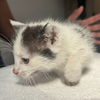 adoptable Cat in  named UNKNOWN