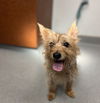 adoptable Dog in  named TAWNY