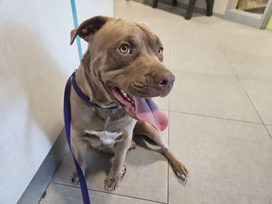 adoptable Dog in Rancho Cucamonga, CA named AUTUMN