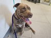 adoptable Dog in rancho cucamonga, CA named AUTUMN