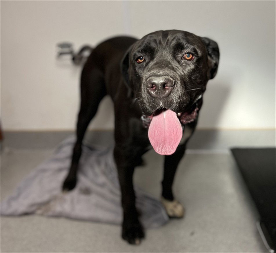 adoptable Dog in Rancho Cucamonga, CA named ROSE MARIE