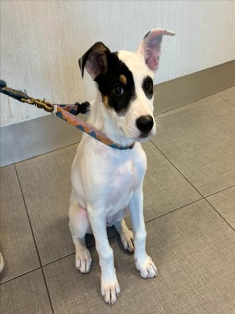 adoptable Dog in Rancho Cucamonga, CA named HARMONY