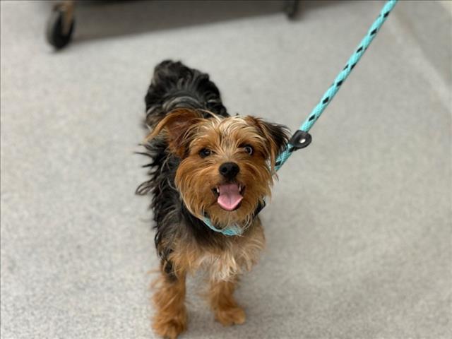 adoptable Dog in Rancho Cucamonga, CA named UNKNOWN