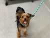adoptable Dog in  named UNKNOWN