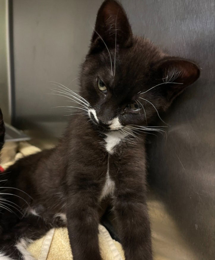 adoptable Cat in Rancho Cucamonga, CA named ALBERT