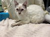adoptable Cat in  named BELL46