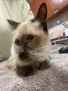 adoptable Cat in  named BELL3