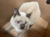 adoptable Cat in  named BELL29