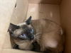 adoptable Cat in  named BELL36