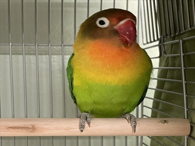 adoptable Bird in Rancho Cucamonga, CA named A774846