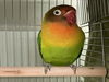 adoptable Bird in rancho cucamonga, CA named A774846