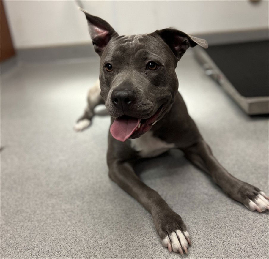 adoptable Dog in Rancho Cucamonga, CA named PEARL