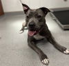 adoptable Dog in  named PEARL