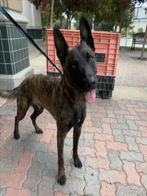 adoptable Dog in Rancho Cucamonga, CA named RANGER