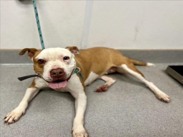 adoptable Dog in Rancho Cucamonga, CA named MISS WIGGLES