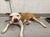 adoptable Dog in  named MISS WIGGLES