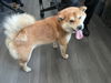 adoptable Dog in  named UNKNOWN