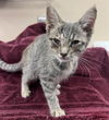 adoptable Cat in Rancho Cucamonga, CA named UNKNOWN 2