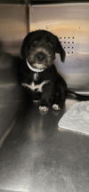 adoptable Dog in Rancho Cucamonga, CA named UNKNOWN