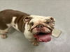 adoptable Dog in Rancho Cucamonga, CA named UNKNOWN