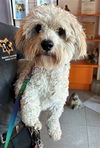 adoptable Dog in Rancho Cucamonga, CA named UNKNOWN