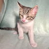 adoptable Cat in Rancho Cucamonga, CA named COOPER