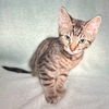 adoptable Cat in Rancho Cucamonga, CA named ROCKET