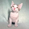 adoptable Cat in Rancho Cucamonga, CA named TIL