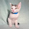adoptable Cat in Rancho Cucamonga, CA named PHIL