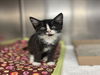 adoptable Cat in Rancho Cucamonga, CA named HAVEN