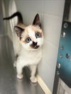 adoptable Cat in Rancho Cucamonga, CA named HONEY B JONES