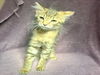adoptable Cat in Rancho Cucamonga, CA named BAMBI