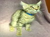 adoptable Cat in Rancho Cucamonga, CA named BEAU