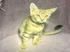 adoptable Cat in Rancho Cucamonga, CA named BELLA