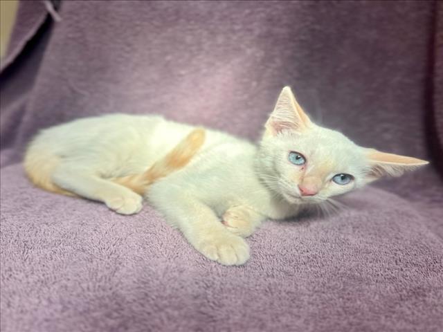 adoptable Cat in Rancho Cucamonga, CA named BIANCA