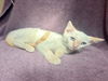 adoptable Cat in Rancho Cucamonga, CA named BIANCA