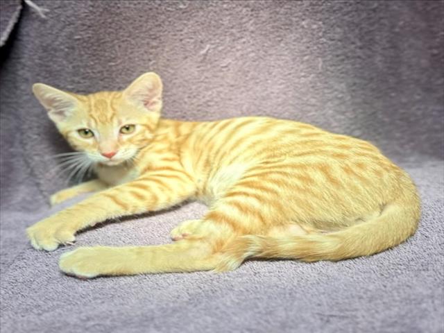 adoptable Cat in Rancho Cucamonga, CA named BENNY